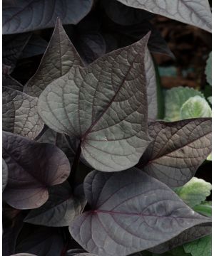 Ipomoea Solar Power Black Heart 