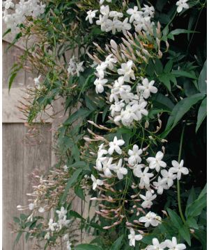 Jasminum officinale 