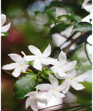 Jasminum officinale f. affine
