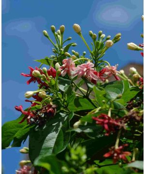 Jasminum x stephanense