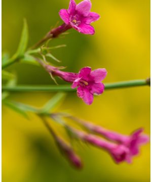 Jasminum beesianum