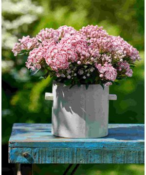 Kalmia latifolia Minuet