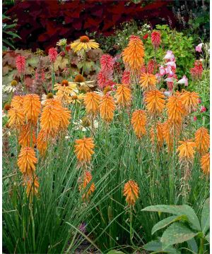 Kniphofia Poco Orange