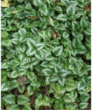 Lamium galeobdolon Variegatum