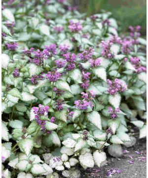 Lamium maculatum Beacon Silver