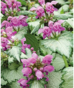 Lamium maculatum Beacon Silver