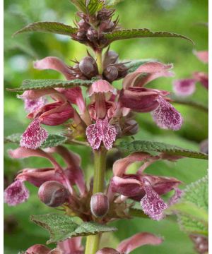 Lamium 'orvala'