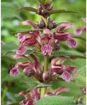 Lamium orvala