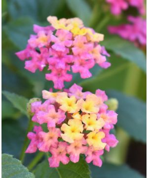 Lantana camara Evita Rose