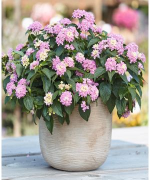 Lantana camara Evita Pink