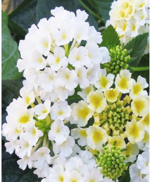 Lantana camara Evita White