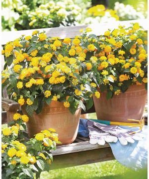 Lantana camara Evita Yellow