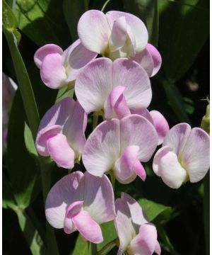 Lathyrus latifolius Pink Pearl