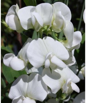 Lathyrus latifolius White Pearl