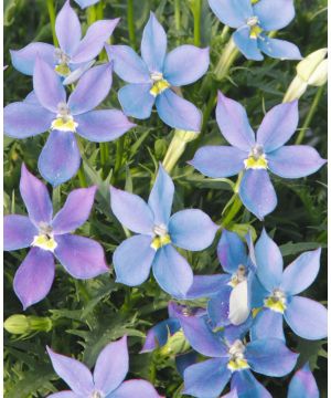 Laurentia Mintaka Blue