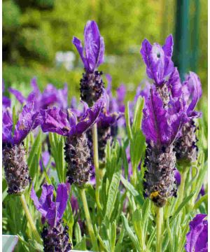 Lavandula pedunculata subsp. Lucitanica