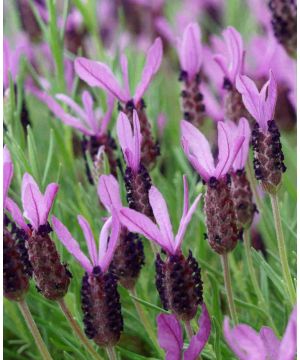 Lavandula stoechas Princess