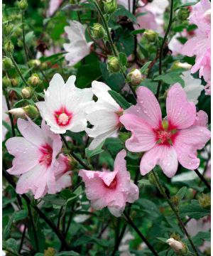 Lavatera x clementii Barnsley Baby