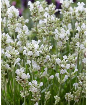 Lavandula angustifolia Arctic Snow