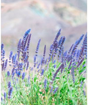 Lavandula Blue Spear