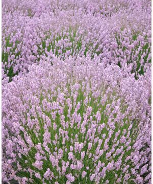 Lavandula angustifolia Rosea