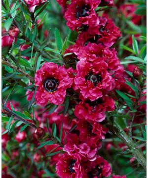 Leptospermum scorparium Red Damask