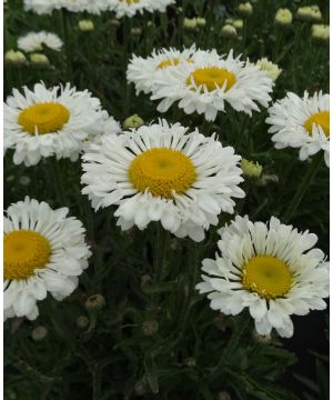 Leucanthemum superbum Real Neat
