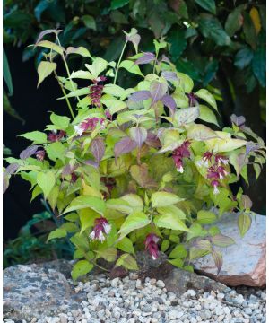 Leycesteria formosa Little Lanterns