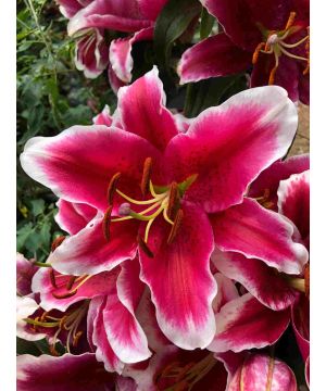 Lilium King Solomon 