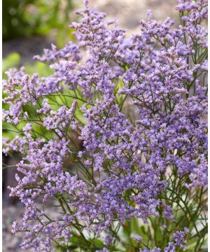 Limonium Dazzle Rocks