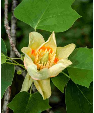 Liriodendron tulipifera