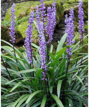 Liriope muscari 'Royal Purple'