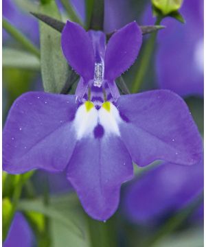 Lobelia erinus Laura Deep Blue