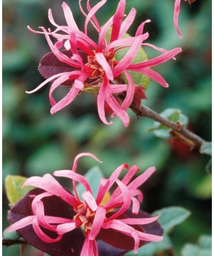 Loropetalum chinense 'Fire Dance'