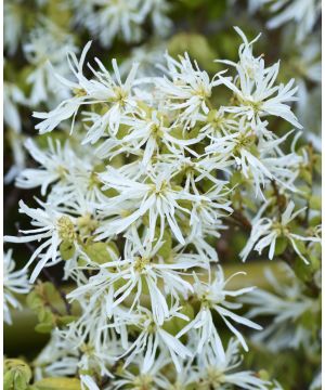 Loropetalum chinense Iceberry