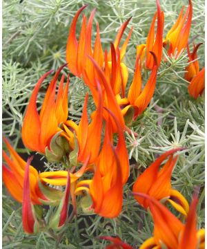 Lotus maculatus x berthelotii Fire Vine