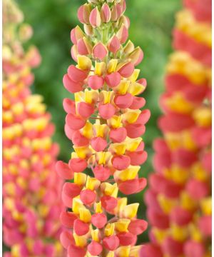 Lupinus Gladiator