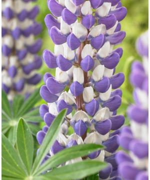 Lupinus King Canute