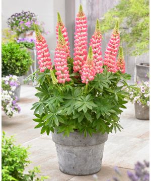 Lupinus Rachel de Thame