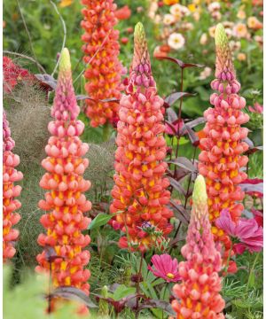 Lupinus 'Salmon Star'