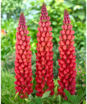 Lupin Towering Inferno