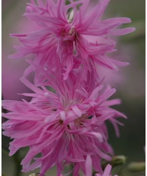 Lychnis flos-cuculi collection