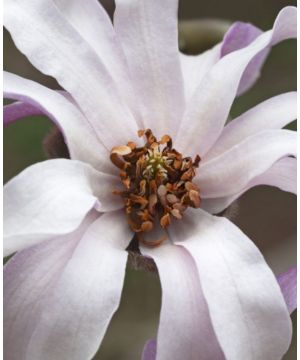 Magnolia loebneri Leonard Messel