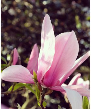Magnolia Star Wars