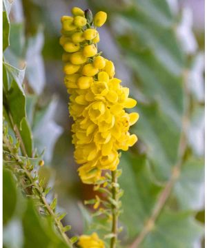 Magnificent Mahonia Duo