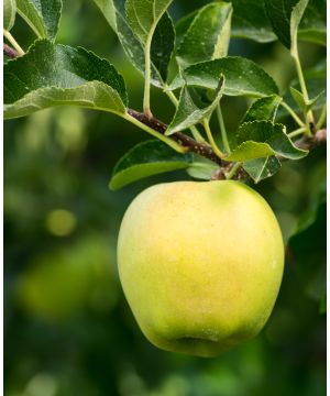 Malus domestica Golden Delicious