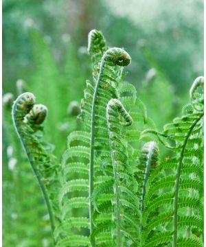 Structural Fern Trio