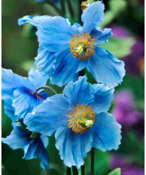 Meconopsis betonicifolia 'China Blue'
