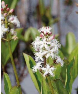 Menyanthes trifoliata
