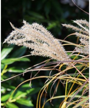 Miscanthus sinensis Ferner Osten